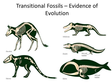 transitional fossils quick check.